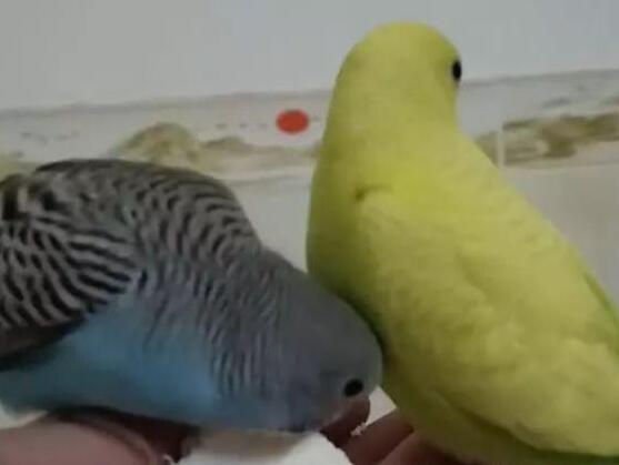 廣東一病例高燒不退潛伏45天 真相曝光簡(jiǎn)直太驚人了