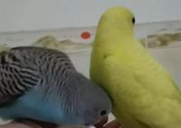 廣東一病例高燒不退潛伏45天 真相曝光簡(jiǎn)直太驚人了