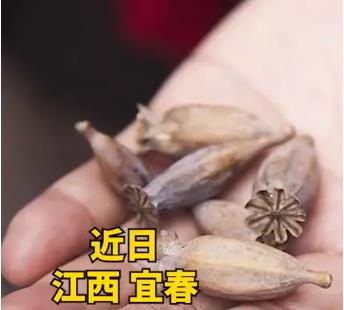 女子宿舍吃火鍋放罌粟提味被罰 背后真相實(shí)在是讓人意外