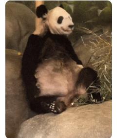 丫丫回國時間線 在美網(wǎng)友爆料丫丫現(xiàn)在瘦骨嶙峋虛弱不堪