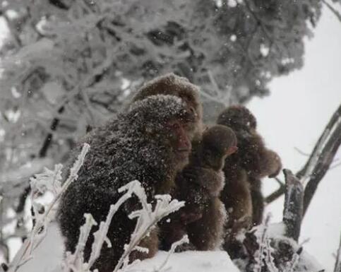 峨眉山猴子的好日子到頭了 到底是什么情況?