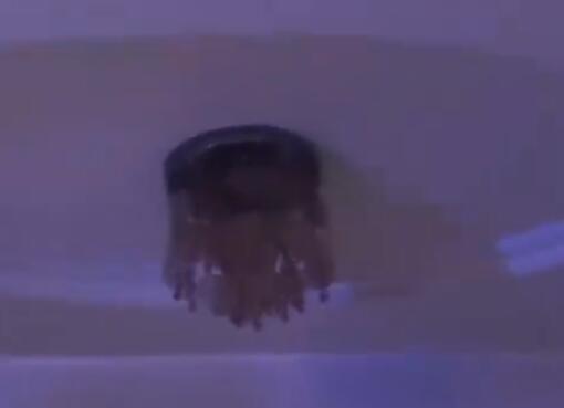 新疆震感現(xiàn)場(chǎng):居民家植物衣架搖晃 現(xiàn)場(chǎng)畫面簡(jiǎn)直太嚇人了