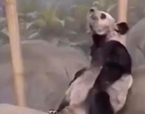 美動(dòng)物園稱丫丫毛發(fā)稀疏是家族遺傳 背后真相曝光簡(jiǎn)直太驚人了