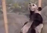 美動物園稱丫丫毛發(fā)稀疏是家族遺傳 原因竟是這樣實(shí)在是太意外了