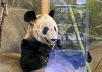 丫丫回國流程進(jìn)行到哪一步了 真相揭露真的令人大吃一驚