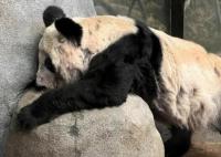 中方已為接返大熊貓丫丫做好準(zhǔn)備 背后真相曝光簡直太驚人了