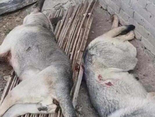 4條狼青犬咬死80多只羊 原因揭秘直接讓人傻眼
