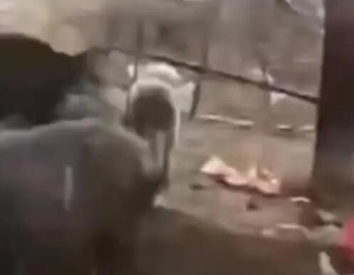 4條狼青犬咬死80多只羊 原因揭秘直接讓人傻眼