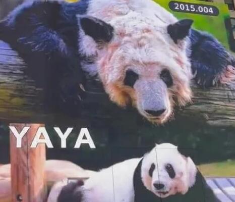 在美華人稱見到丫丫感覺非常震撼 原因揭秘直接讓人傻眼