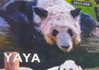 在美華人稱見到丫丫感覺非常震撼 原因揭秘直接讓人傻眼