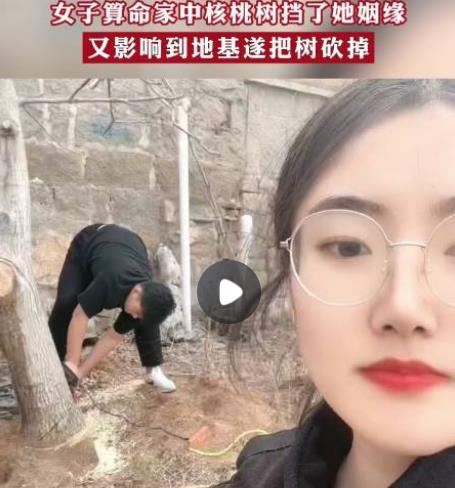 女子算命核桃樹擋姻緣家人將樹砍掉 到底是什么情況?
