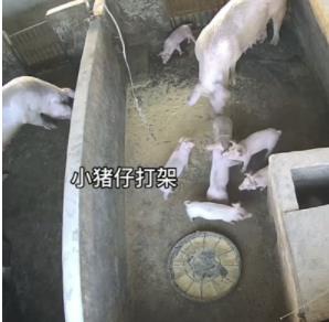 小豬打架被豬媽媽一秒制服 背后真相曝光簡直太驚人了