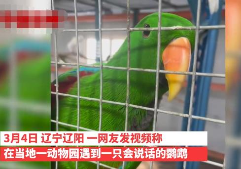 遼寧一動物園鸚鵡滿嘴東北味 到底是什么情況?