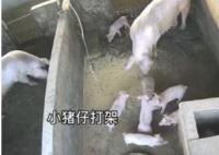 小豬打架被豬媽媽一秒制服 背后真相曝光簡(jiǎn)直太驚人了