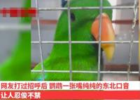 遼寧一動(dòng)物園鸚鵡滿嘴東北味 背后真相曝光簡(jiǎn)直太驚人了