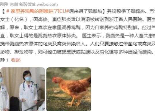 女子喜歡養(yǎng)雞鴨患鸚鵡熱住進ICU 到底是什么情況?