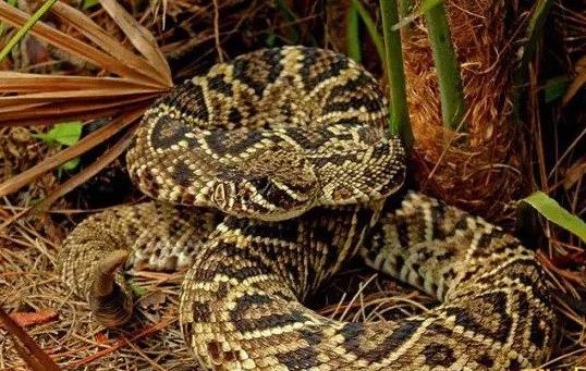 中國哪個省毒蛇最少 中國哪個省毒蛇最多