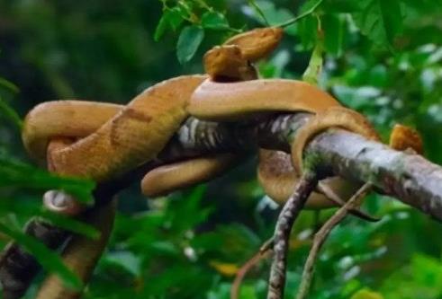 中國哪個省毒蛇最少 中國哪個省毒蛇最多