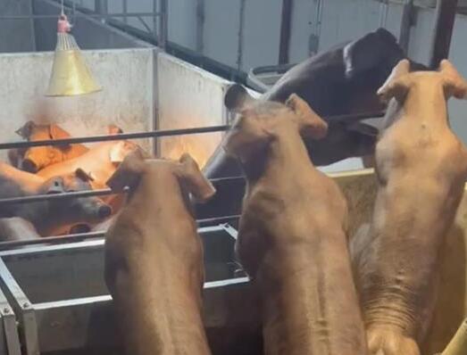 云南“健身豬”走紅一頭最高賣8萬 結(jié)果真的令人大吃一驚