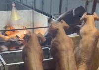 云南“健身豬”走紅一頭最高賣8萬 背后真相曝光簡直太驚人了