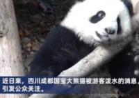 向熊貓福菀潑水3游客身份未確定 背后真相曝光簡直太驚人了