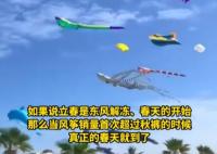 海洋風箏爆火 網(wǎng)友:春天的信號比迎春花還準夢幻治愈