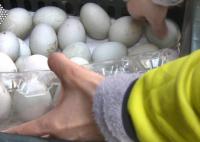 臺灣鴨蛋價格創(chuàng)歷史新高 背后真相曝光簡直太驚人了