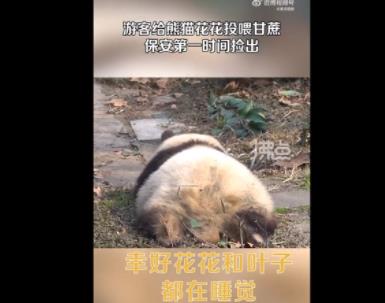 游客給花花投喂甘蔗保安撿出 背后真相曝光簡(jiǎn)直太驚人了