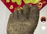 男子買到奇葩山藥外形酷似人腳掌 背后真相曝光簡直太驚人了