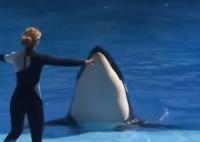 世界上最孤獨(dú)的鯨去世 享年47歲 真相揭露真的令人吃驚