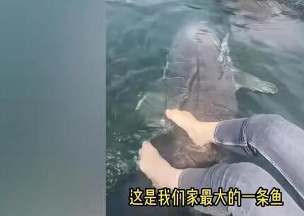 女子喂養(yǎng)500斤大魚當(dāng)寵物 真相曝光簡直太驚人了