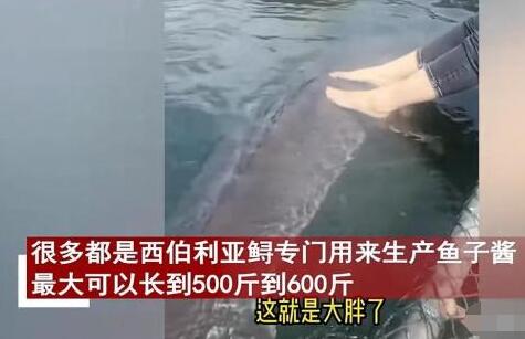 女子喂養(yǎng)500斤大魚當寵物 真相揭露真的令人大吃一驚