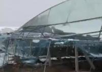 河南突降大雪 農(nóng)戶40畝葡萄棚被壓塌 照片曝光直接讓人大呼意外