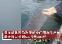 女子喂養(yǎng)500斤大魚當(dāng)寵物 真相揭露真的令人大吃一驚