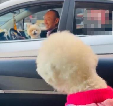 主人堵車半小時兩狗子隔窗吵架 真相揭露真的令人大吃一驚