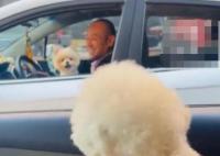 主人堵車(chē)半小時(shí)兩狗子隔窗吵架 真相揭露真的令人大吃一驚