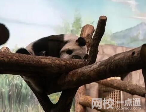 如意和丁丁在莫斯科有多受歡迎 到底是什么情況?