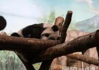 如意和丁丁在莫斯科有多受歡迎 原因竟是這樣實(shí)在是太意外了 