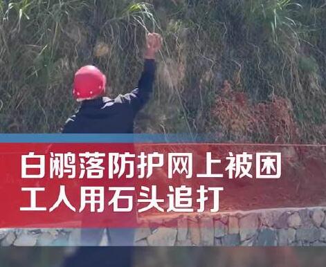 男子用石頭砸白鷴被過路女子喝止 真相曝光簡(jiǎn)直太驚人了