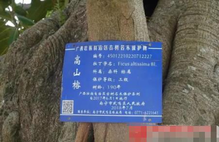 貨車撞上“風水樹” 村民索賠8.8萬 原因竟是這樣實在是太意外了