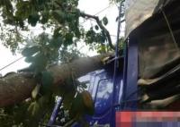 貨車撞上“風(fēng)水樹” 村民索賠8.8萬 背后原因簡直驚呆了眾人