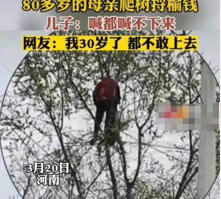 80多歲老太爬樹(shù)摘榆錢 喊都喊不下來(lái) 到底是什么情況?