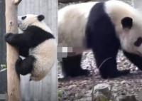 游客回憶最后一次見到寶新 結(jié)果真的令人大吃一驚