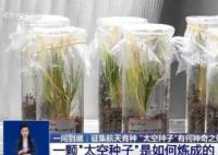 上天入地的太空種子這樣煉成 什么是航天育種?