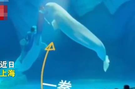 海洋公園回應工作人員拳打白鯨 結果真的令人大吃一驚