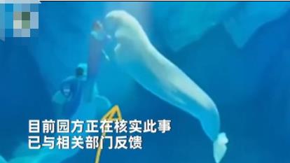 海洋公園回應工作人員拳打白鯨 真相到底是什么?