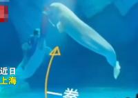 海洋公園回應(yīng)工作人員拳打白鯨 結(jié)果真的令人大吃一驚