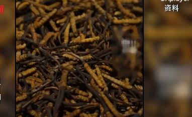 太卷了!四川燒烤蟲草 惹得網(wǎng)友紛紛驚嘆