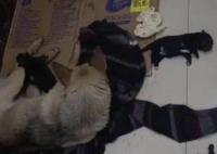 男子被流浪狗咬傷后踩死4只幼崽 真相揭露真的令人大吃一驚