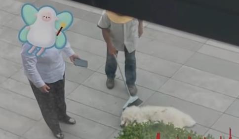 派出所回應(yīng)杭州高空扔狗事件 真相到底是什么?